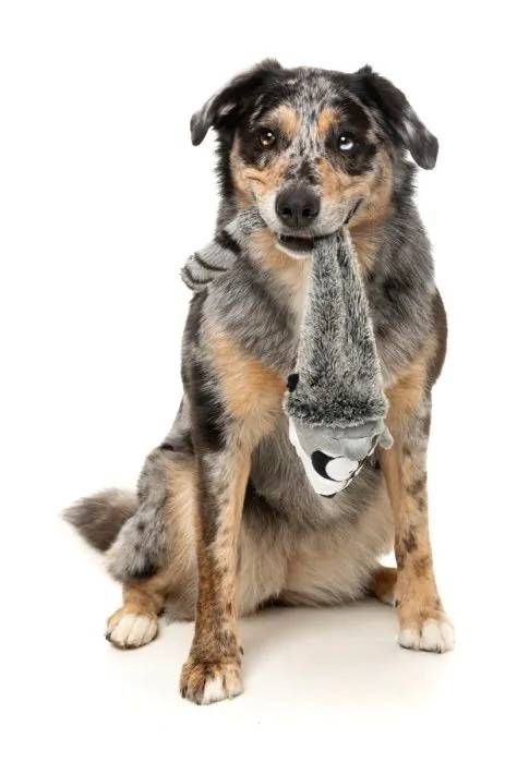 М'яка іграшка для собак FuzzYard Єнотик