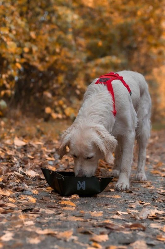 Складна миска для собак Trekking bowl Non-stop dogwear Чорний S