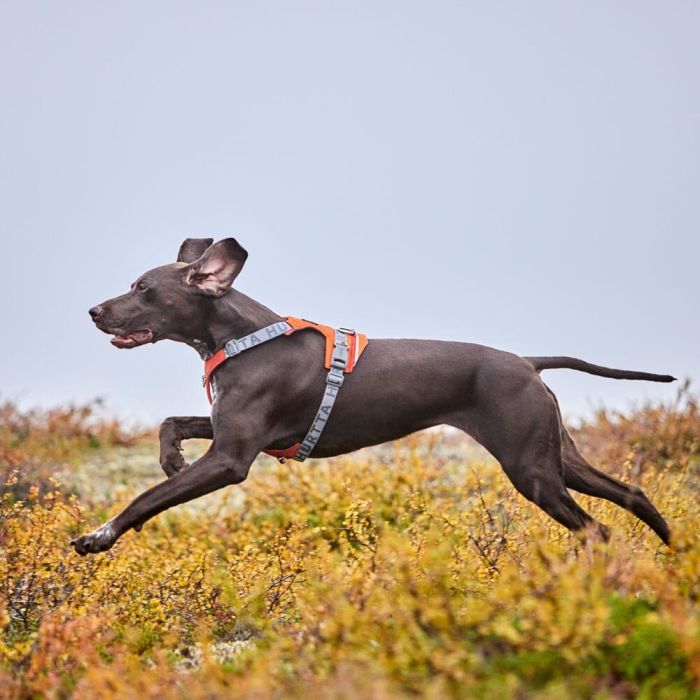 Шлейка для великих порід собак Hurtta Rover Harness Помаранчевий 75-95