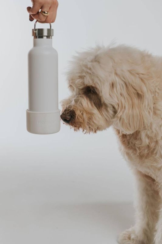 Термос із спеціальною мискою для собак Springland Білий 710 мл + 240 мл