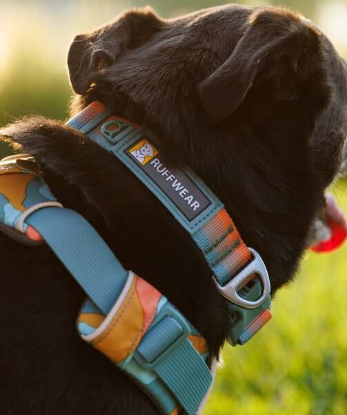 Повсякденний нашийник для собак Ruffwear Front Range™ 51-66 см Оранжево-сірий