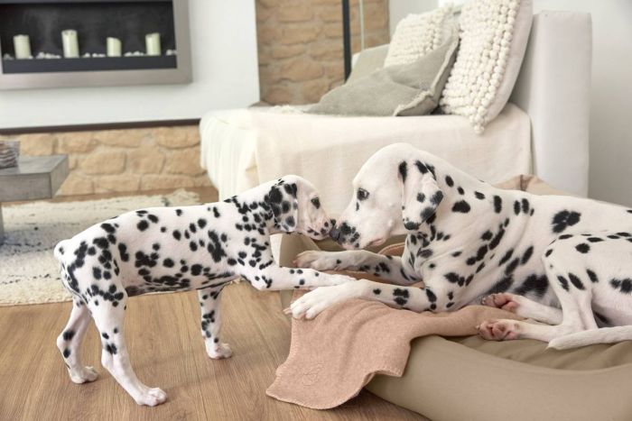 Плед для собак Palopa Mathilda Бежевий М