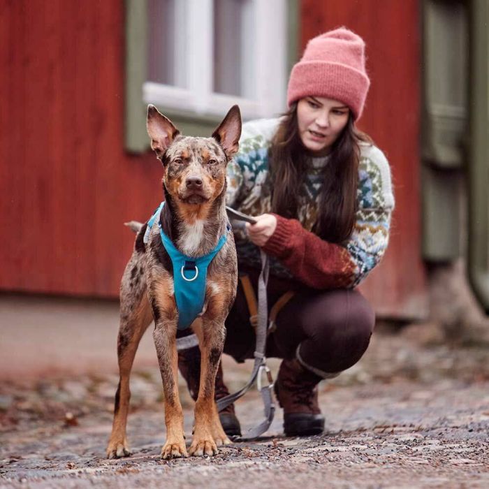 Шлейка для собак Hurtta Safeguard Harness ECO Синій 40-50