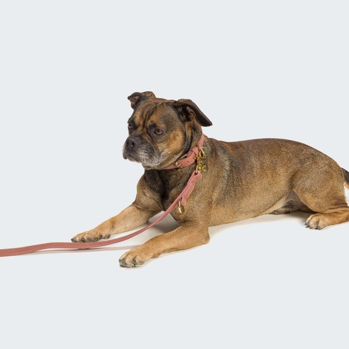 Нашийник для собак Cloud7 Tiergarten Персиковий XL