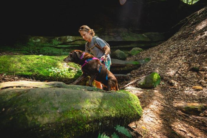 Легка шлейка для собак Ruffwear Flagline™ XXS 33-43 см Малиновий