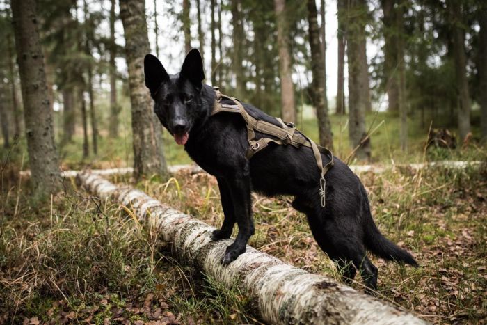 Шлейка для собак Freemotion harness defense Non-stop dogwear Зелений 10