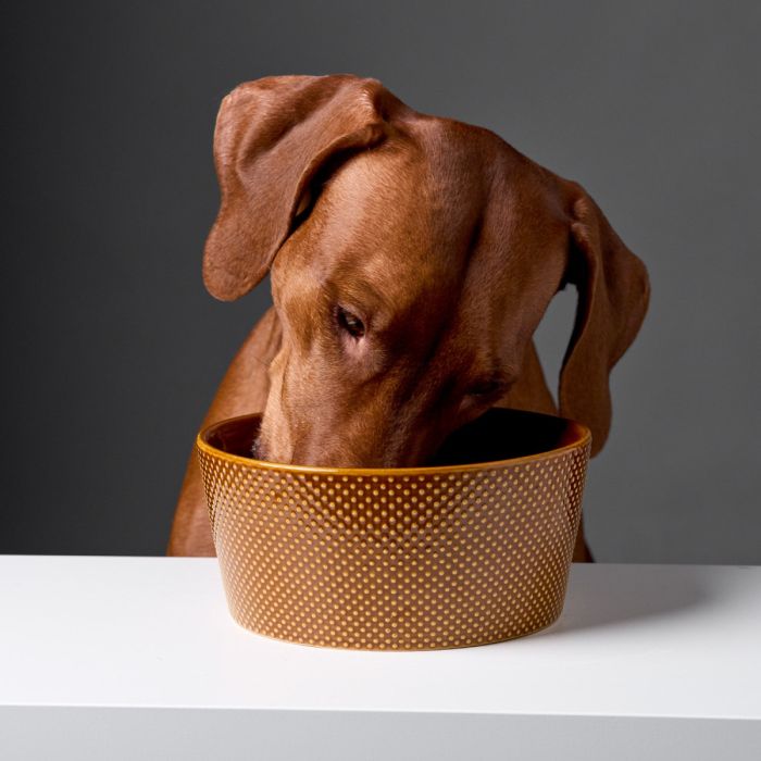 Миска для собак Cloud7 Alain Коричневий M 1,2 л