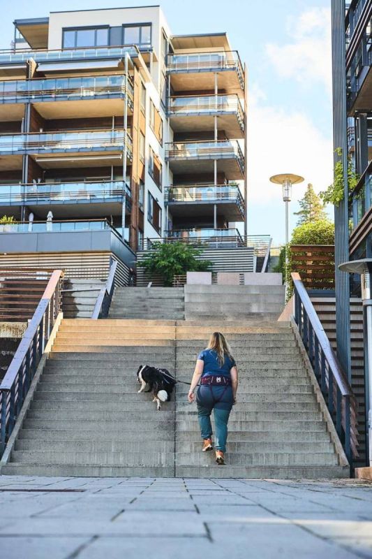 Пояс для прив'язі собак Trekking belt 2.0 Non-stop dogwear Фіолетовий L