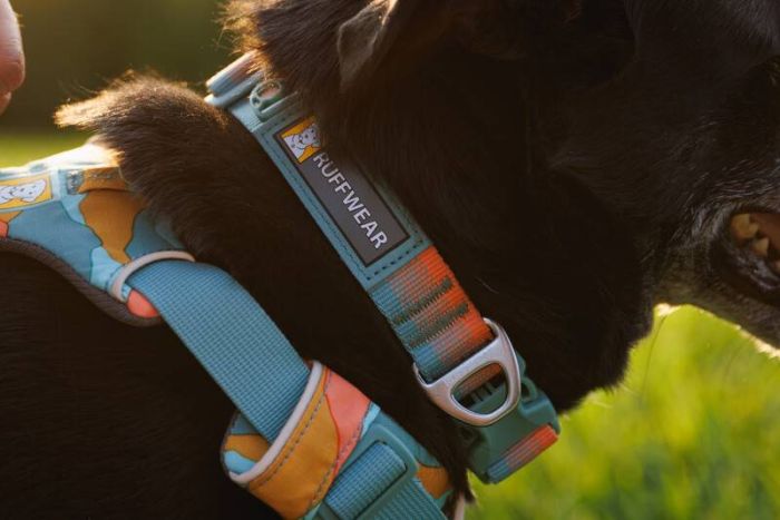 Повсякденна шлейка для собак Ruffwear Front Range XXS 33-43 см Бірюзово-оранжевий