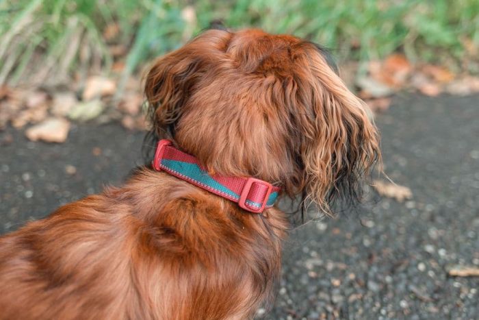 Нашийник для собак Trail quest collar Non-stop dogwear Бордовий із синім L
