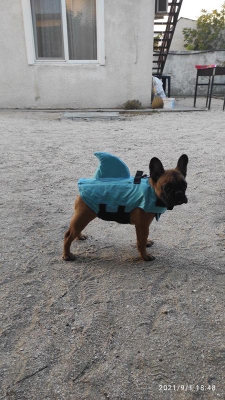 Акула Жилет для купання собак XS