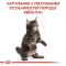 АКЦІЯ Royal Canin Maine Coon Kitten корм для кошенят мейн-кун 2 кг + 4 паучі 