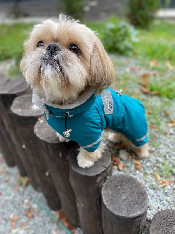 Єдність комбінезон для собак хлопчиків велсофт без силікону S1