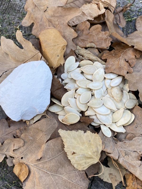 Ravlik Box наповнювач для равликів 