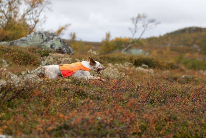 Світловідбивна накидка Protector cover Non-stop dogwear Помаранчевий XL