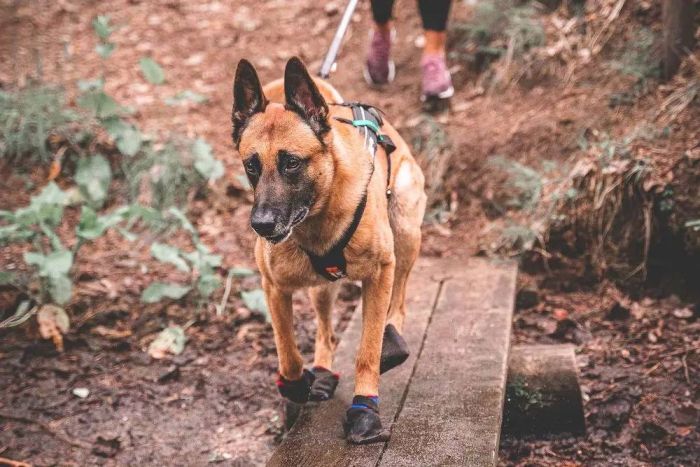 Шкарпетки для собак Solid sock Non-stop dogwear Чорний XS 4 Шт.