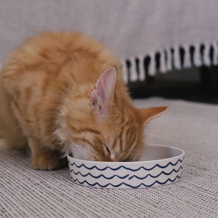 Бамбукова миска для котів Beco Pets Блакитний