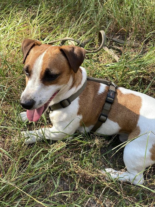 Анатомічна шлейка для собак Wolters Professional L 50-70 см / 20 мм Оливковий