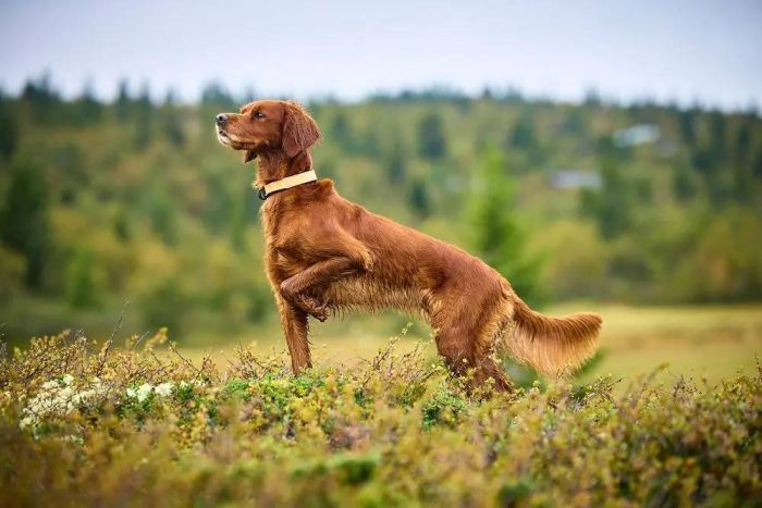 Нашийник для собак Protector Non-stop dogwear Помаранчевий 40