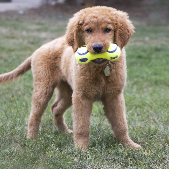 Іграшка для собак Kong Airdog Squeaker Dumbbell Жовтий M