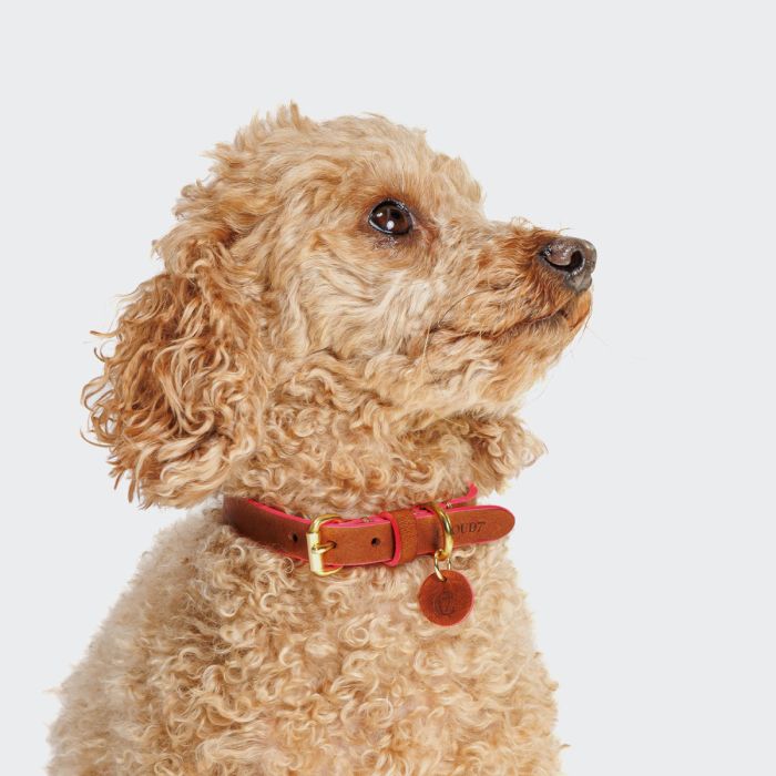 Нашийник для собак Cloud7 Prince Park Рожевий XXS