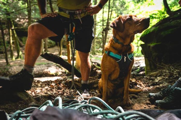 Легка шлейка для собак Ruffwear Flagline™ M 69-81 см Сірий
