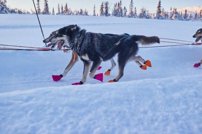 Нашийник для собак Polar Non-stop dogwear Чорний L