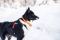 Нашийник для собак Safe Non-stop dogwear Помаранчевий 30