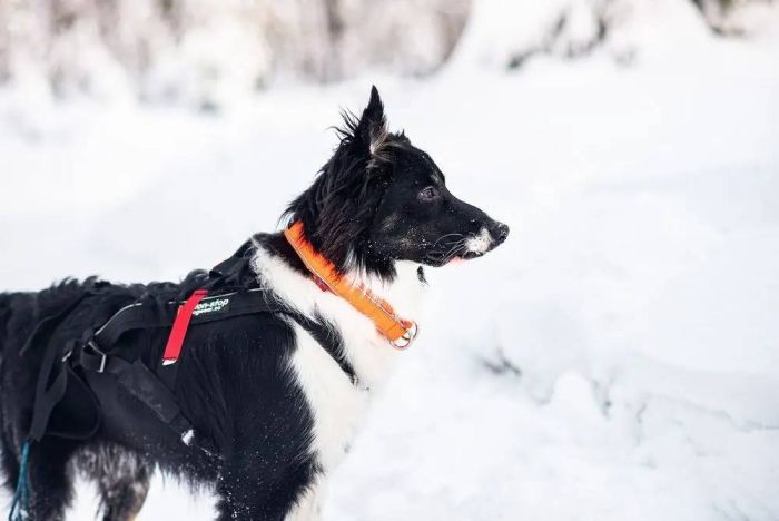 Нашийник для собак Safe Non-stop dogwear Помаранчевий 30