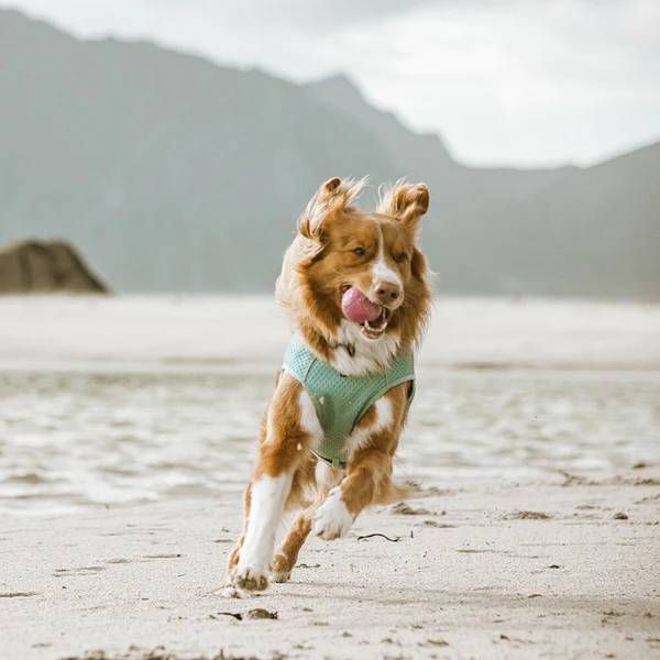 Охолоджуючий жилет для собак Hurtta Cooling Wrap 75-85 см Блакитний