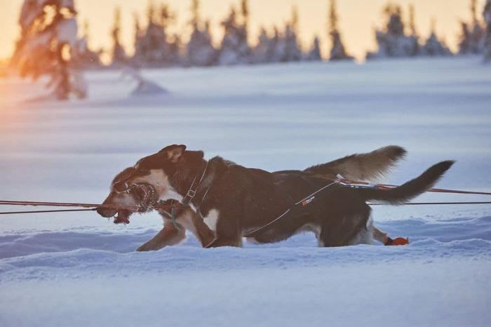 Шлейка для собак Nansen nome harness 5.0 Non-stop dogwear Чорний 7.5