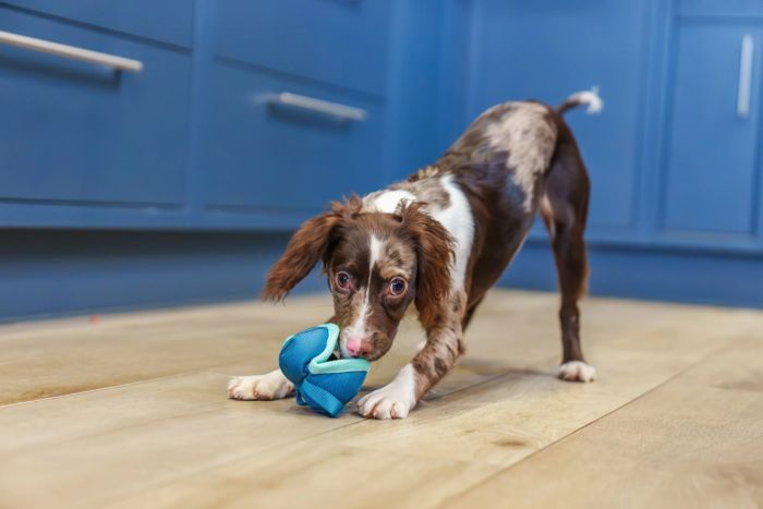 Іграшка для перетяжок з отвором для ласощів для собак маленьких порід і цуценят Coachi Chase & Treat Зелений