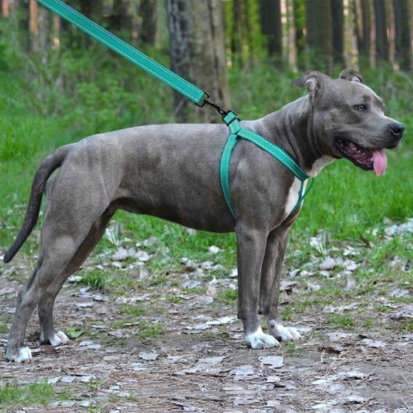 Шлея капронова світловідбиваюча колір ментол 16мм (40-53см)