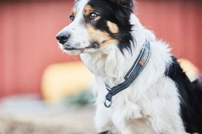 Нашийник для собак Cruise Non-stop dogwear Чорний S