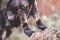 Шкарпетки для собак Solid sock Non-stop dogwear Чорний XS 4 Шт.