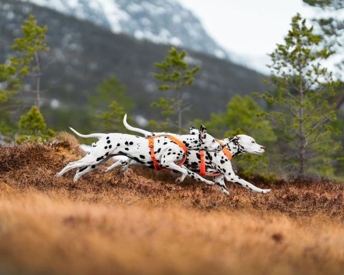 Шлейка для собак Line harness 5.0 Non-stop dogwear Помаранчевий 4