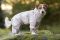 Комбінезон для собак Non-stop dogwear Trail quest fleece overall Бежевий 33