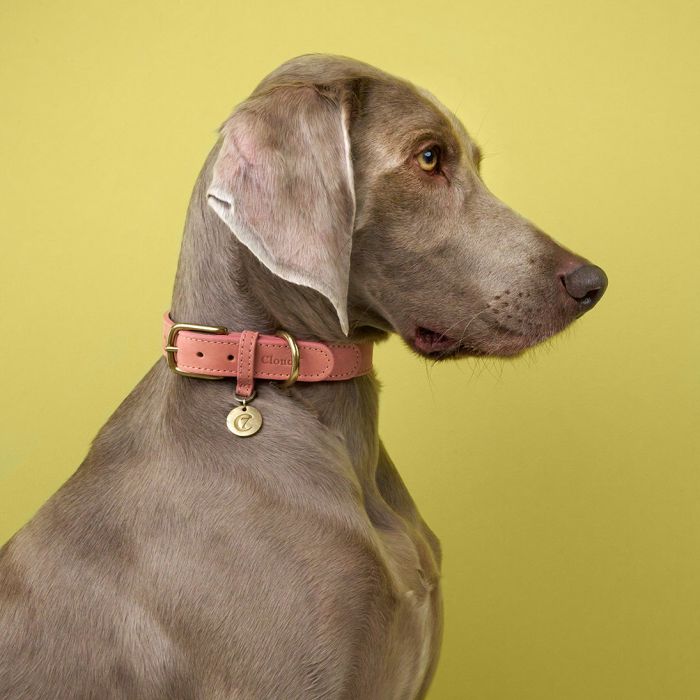 Нашийник для собак Cloud7 Tiergarten Персиковий XXXL