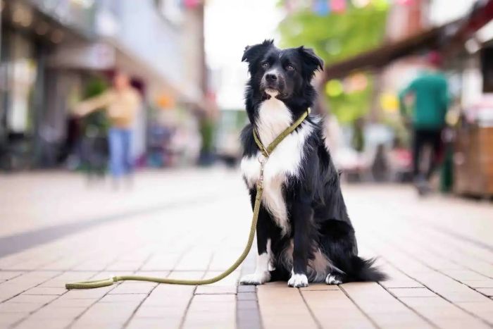 Повідець-канат перестібка вільні руки Wolters K2-Rope Programme 3 м / 9 мм Оливковий