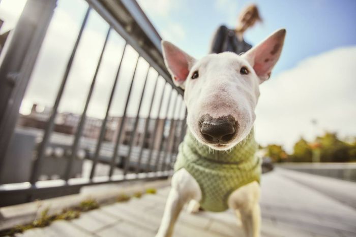 Флісова куртка для собак Hurtta Razzle-Dazzle Midlayer 45 Сірий