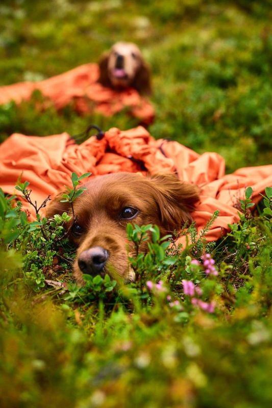 Спальний мішок для собак Bivvy bag Non-stop dogwear Помаранчевий L