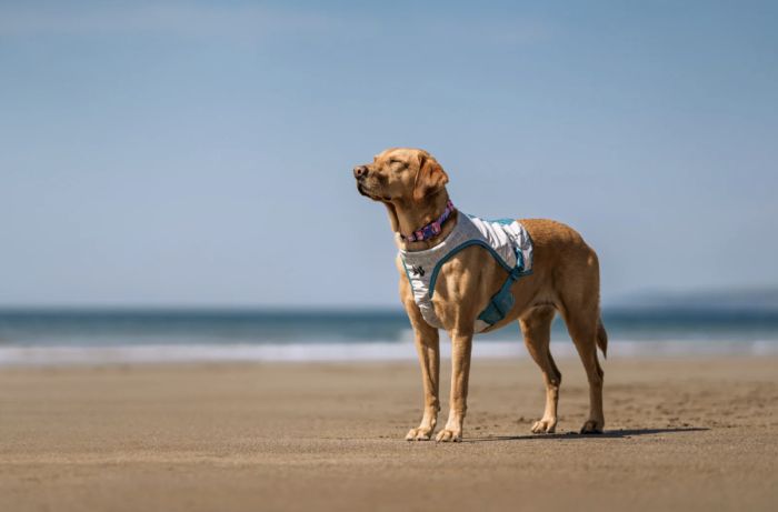 Охолоджуючий жилет для собак Cooling vest Non-stop dogwear Сірий XS