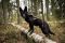 Шлейка для собак Freemotion harness defense Non-stop dogwear Зелений 5