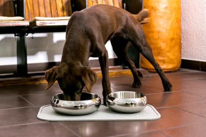 Металева миска для собак Wolters Diner Steel L 1,3 л