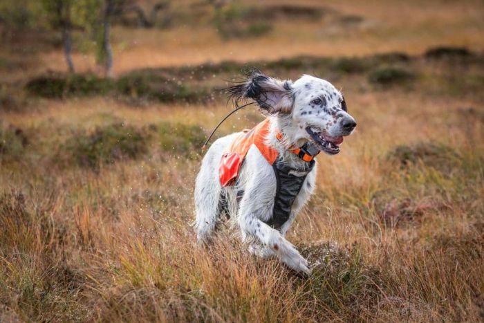 Світловідбивний жилет Protector vest Non-stop dogwear Помаранчевий L