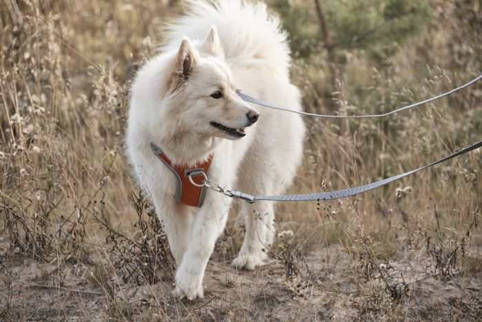 Регульований повідець для собак Hurtta Multilong ECO 100-300 см х 20 мм Сірий