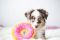 М'яка іграшка для собак пончик полуниці ZippyPaws Donutz Strawberry з пищалкою