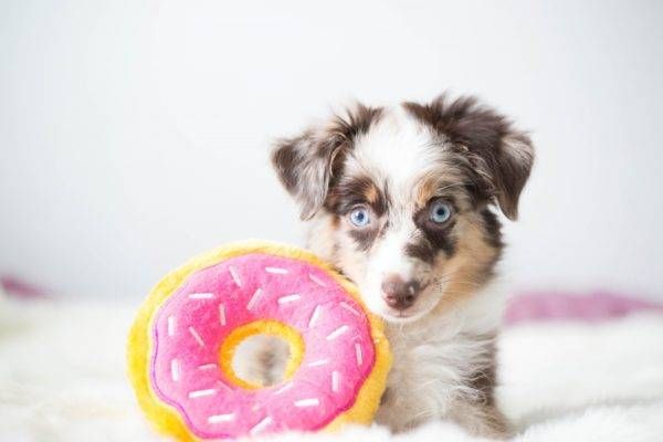 М'яка іграшка для собак пончик полуниці ZippyPaws Donutz Strawberry з пищалкою