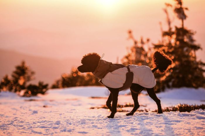 Зимова куртка для собак Glacier wool jacket 3.0 Non-stop dogwear Сірий 45