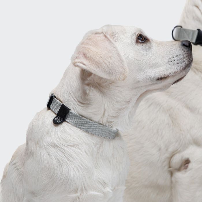 Повсякденний нашийник для собак Cloud7 Rescue Basic Сріблястий XS